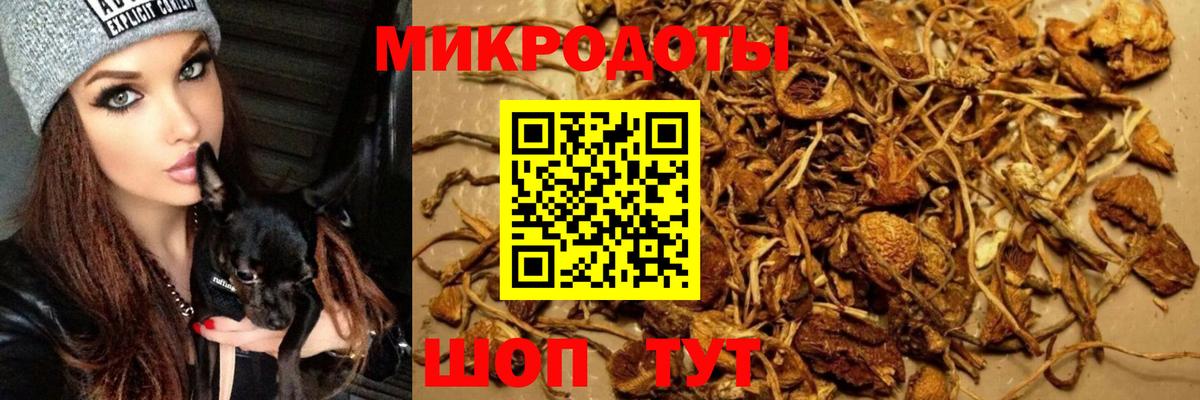 Псилоцибиновые грибы Psilocybine cubensis Ахтубинск